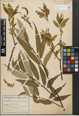Foto von Salix fragilis L. x Salix triandra L.